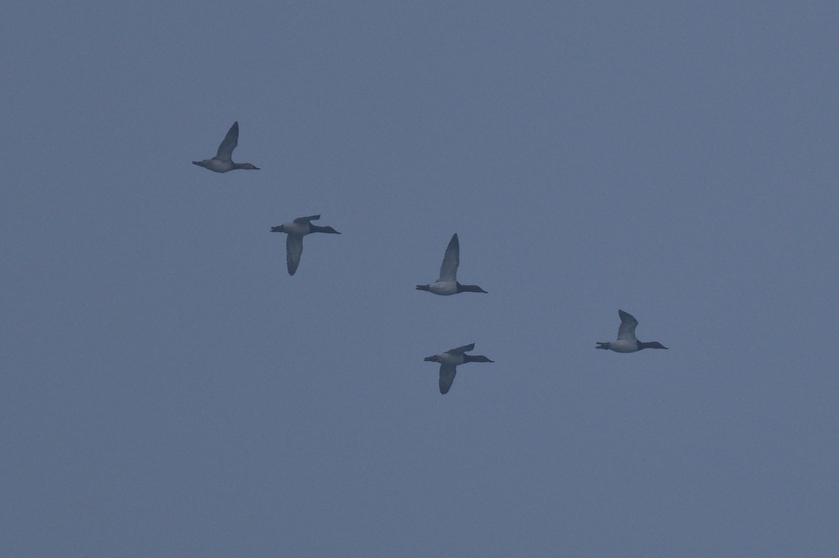 Canvasback - ML646021682