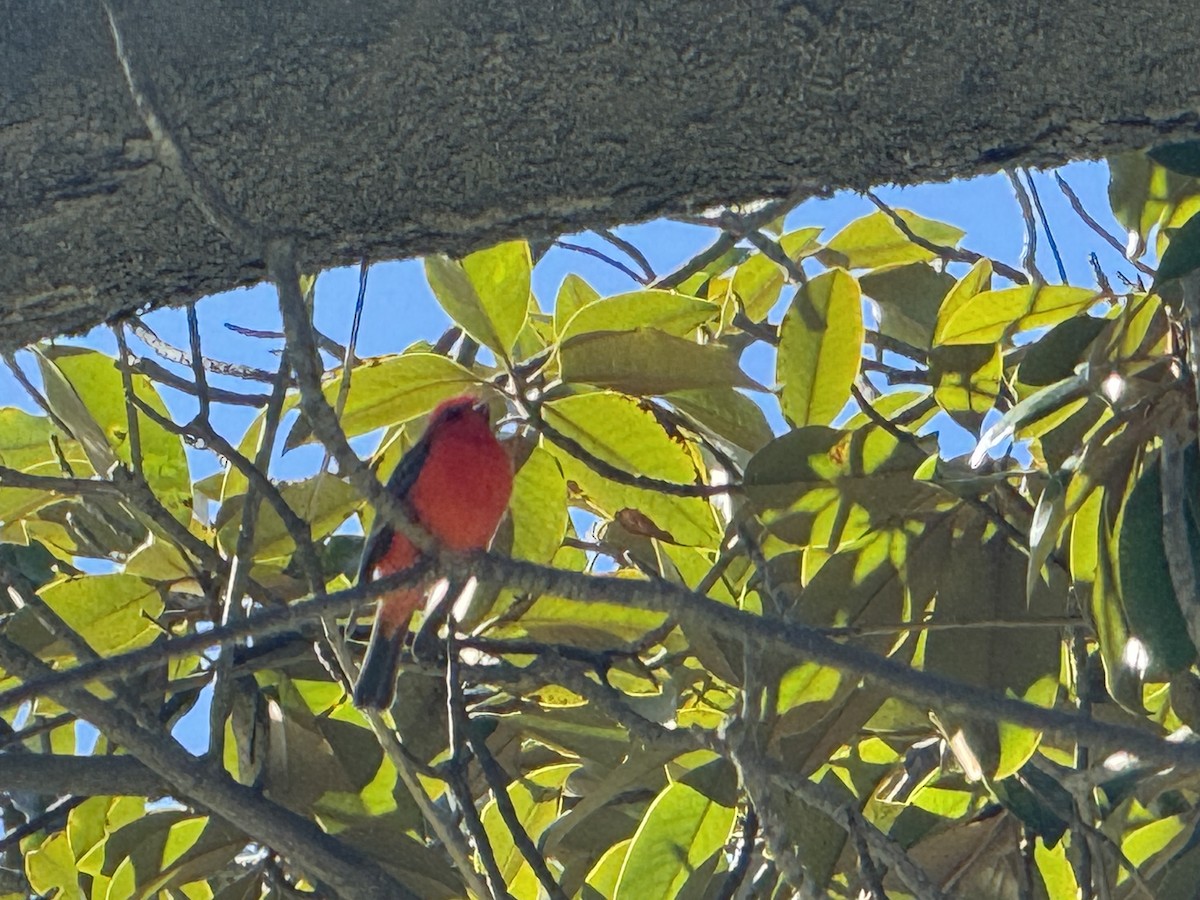 Vermilion Flycatcher - ML646021685