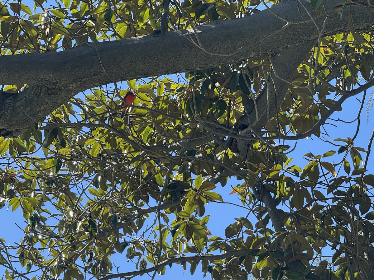 Vermilion Flycatcher - ML646021686