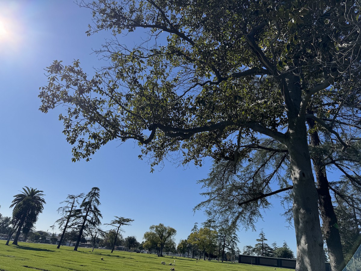 Vermilion Flycatcher - ML646021687