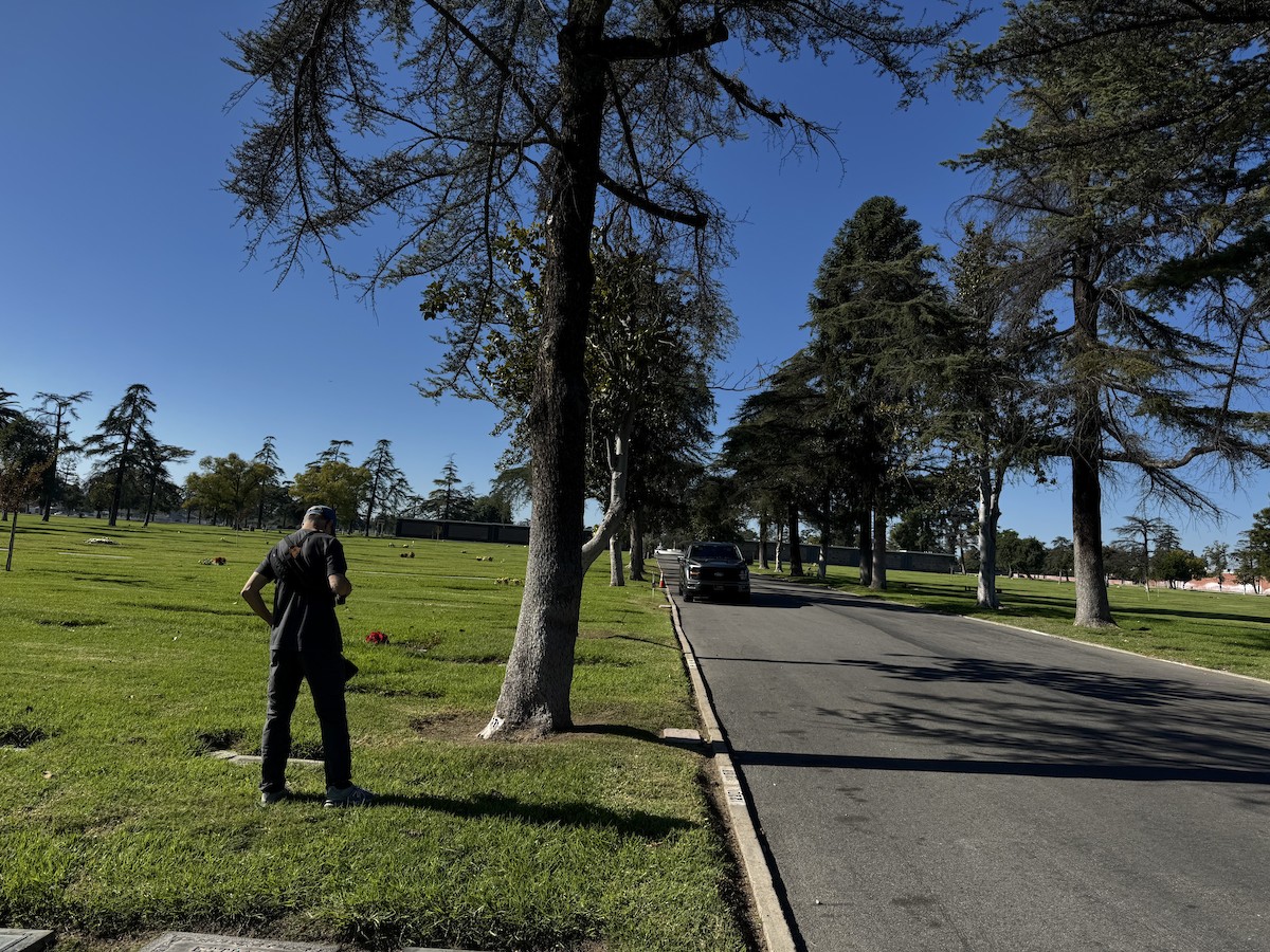 Vermilion Flycatcher - ML646021688