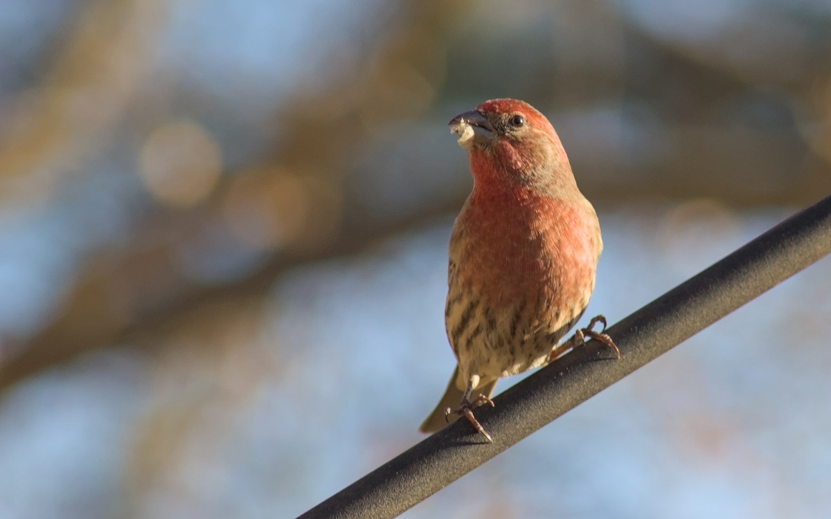 House Finch - ML646021690