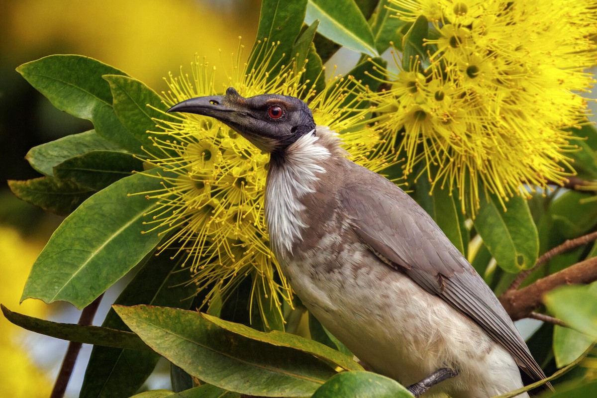 Noisy Friarbird - ML646021704