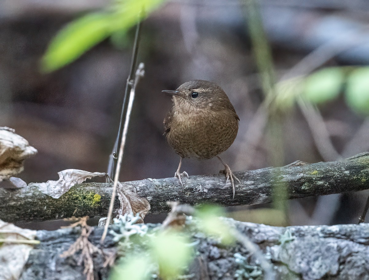 Pacific Wren - ML646021705