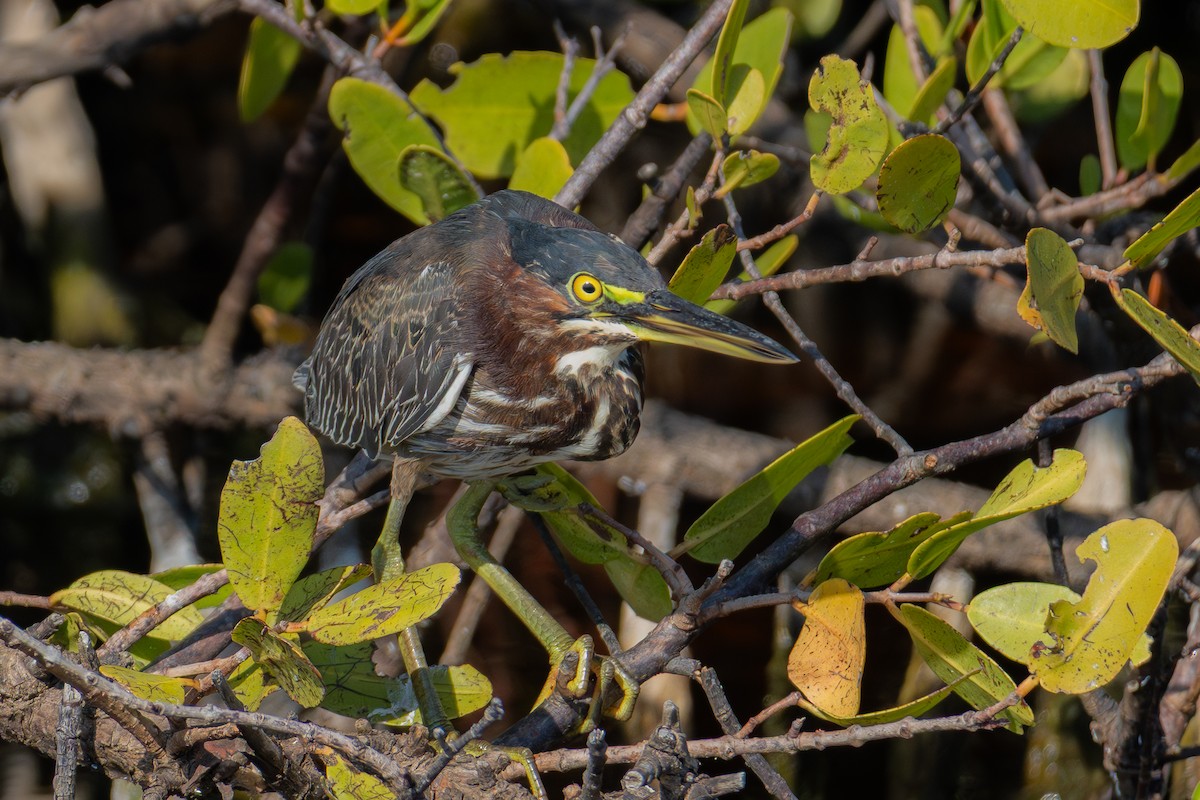 Green Heron - ML646021709