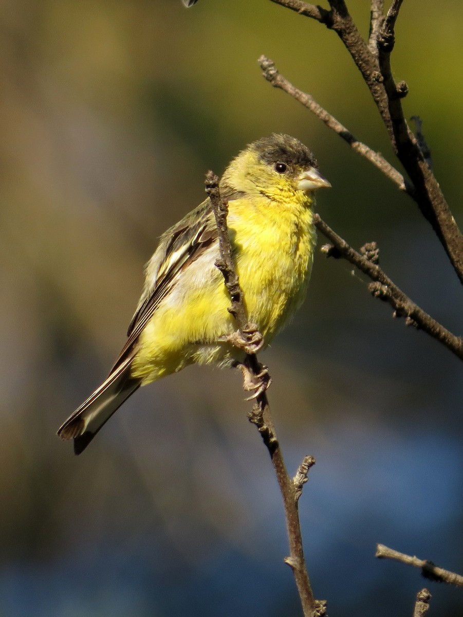 Lesser Goldfinch - ML64602171