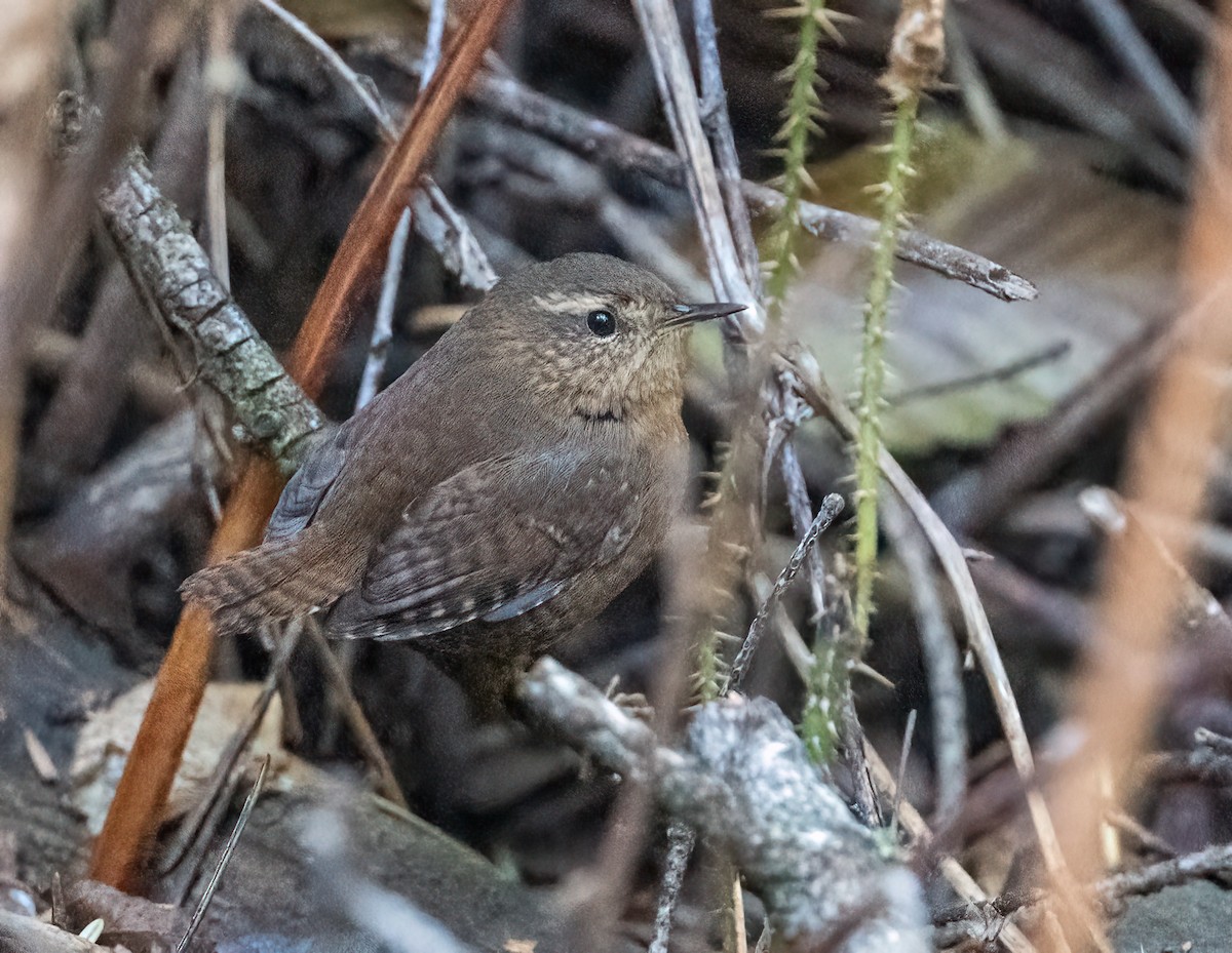 Pacific Wren - ML646021714