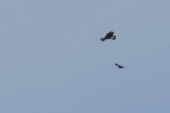 Golden Eagle - ML646021718