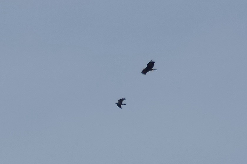 Golden Eagle - ML646021719