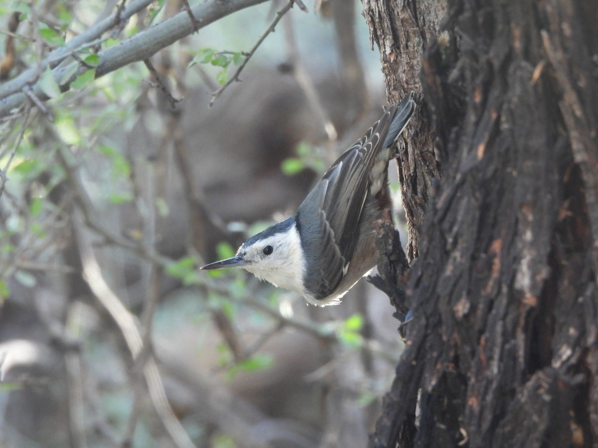 Sittelle à poitrine blanche - ML646021721