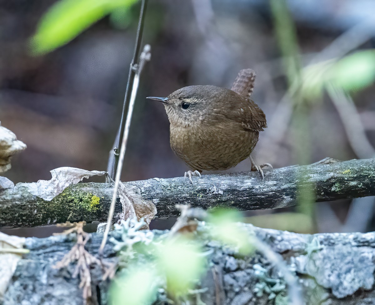 Pacific Wren - ML646021724