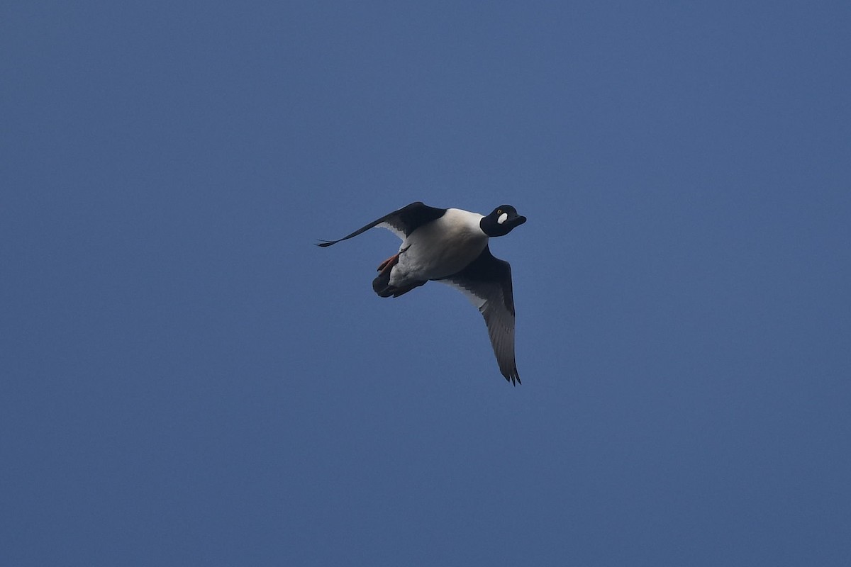 Common Goldeneye - ML646021725