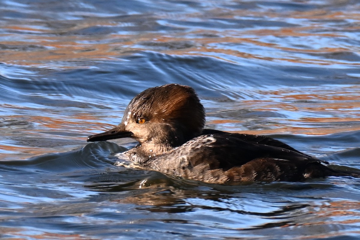 Hooded Merganser - ML646021727