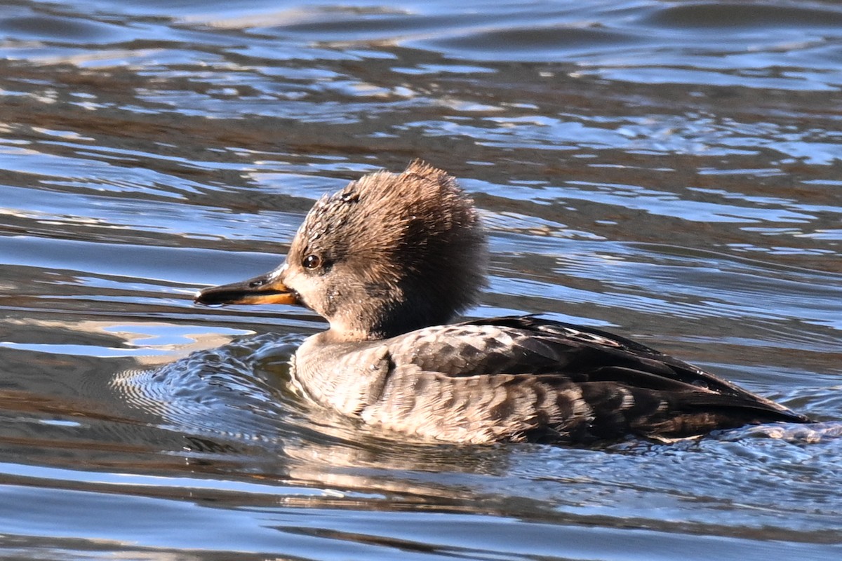 Hooded Merganser - ML646021728