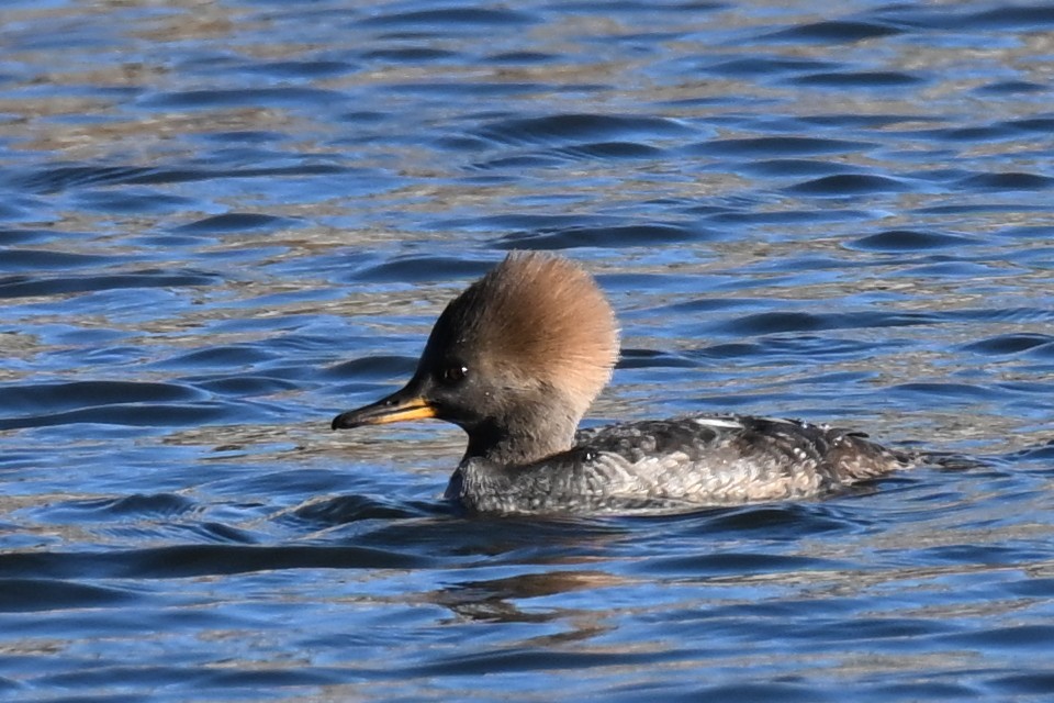 Hooded Merganser - ML646021729