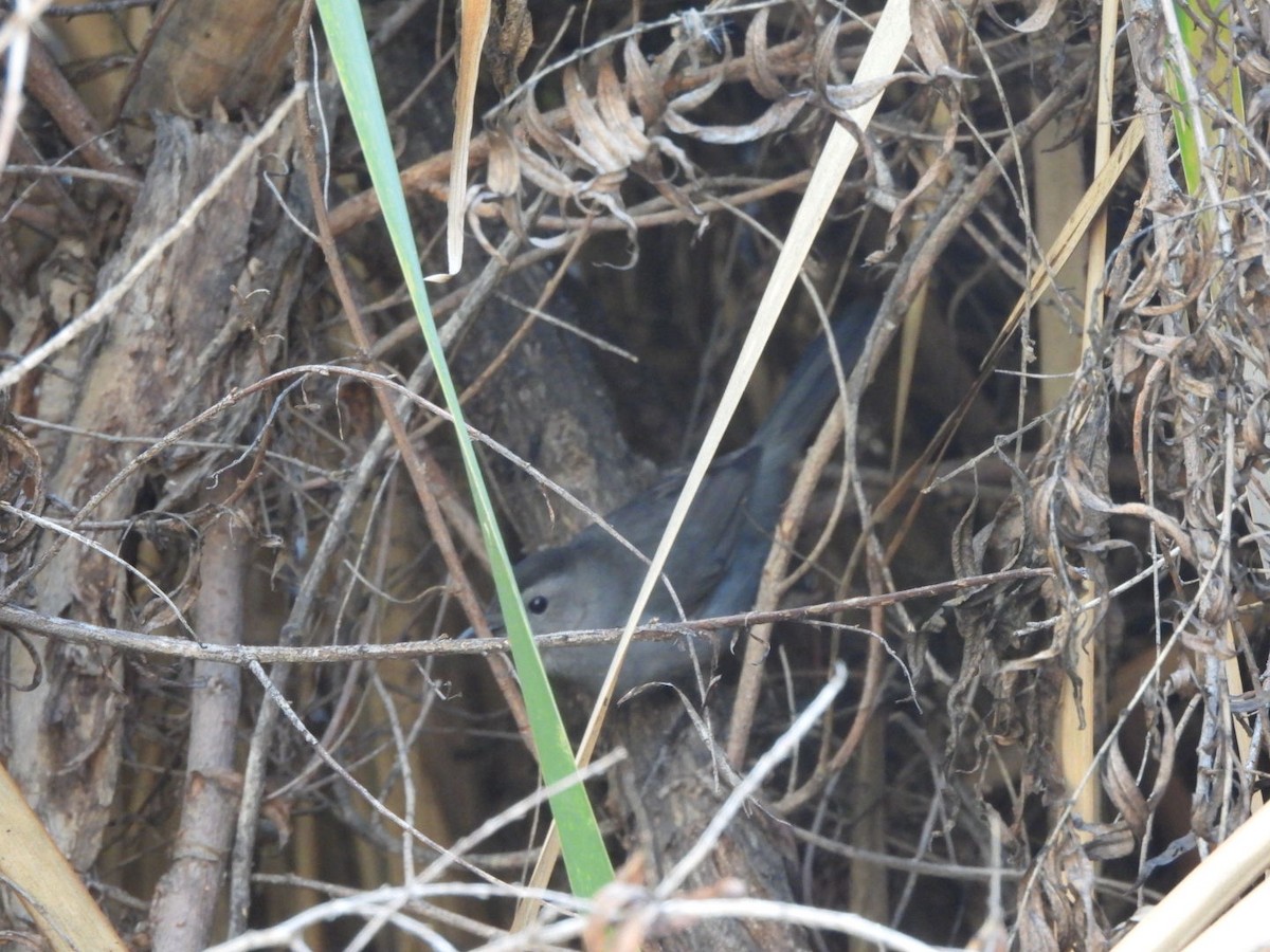 Gray Catbird - ML646021733