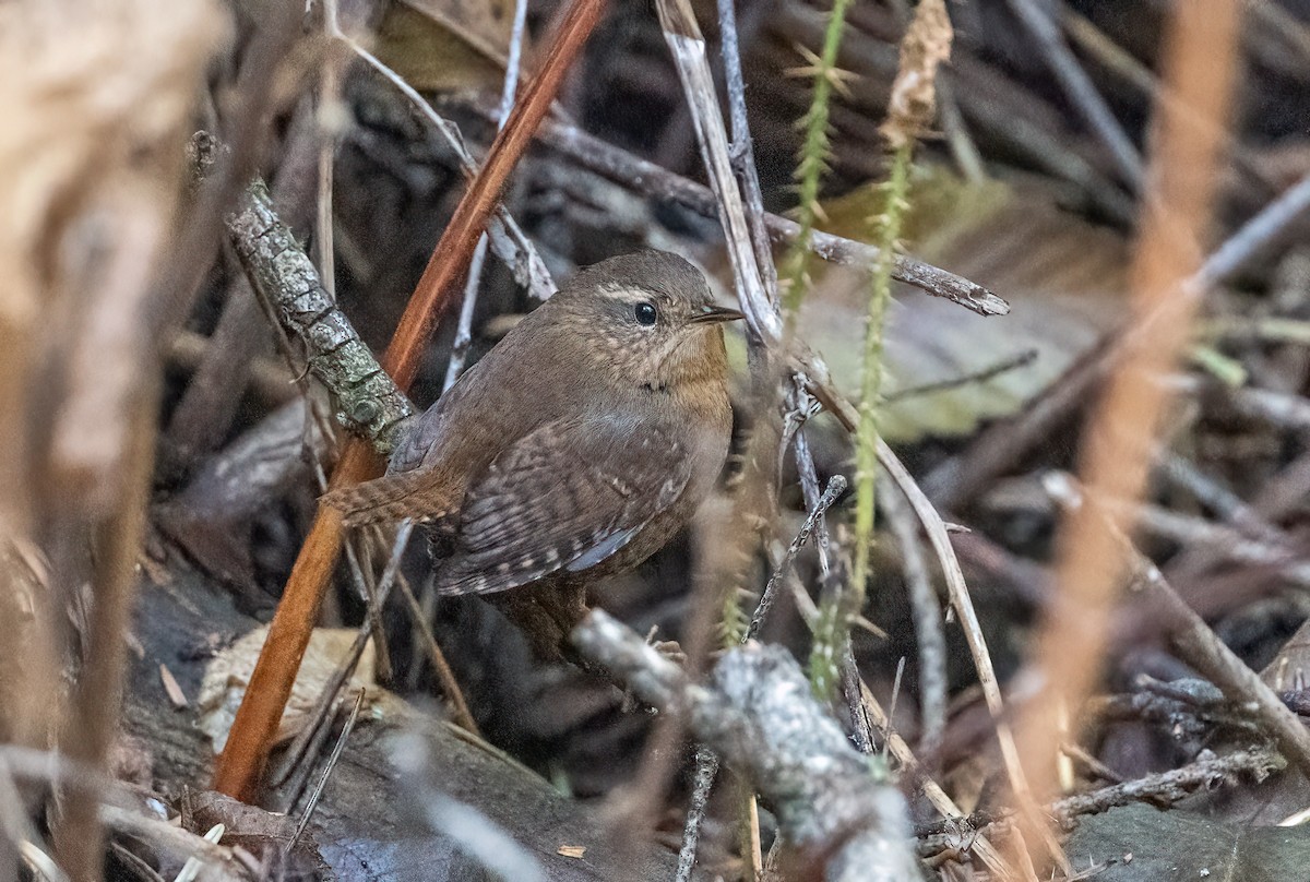 Pacific Wren - ML646021734