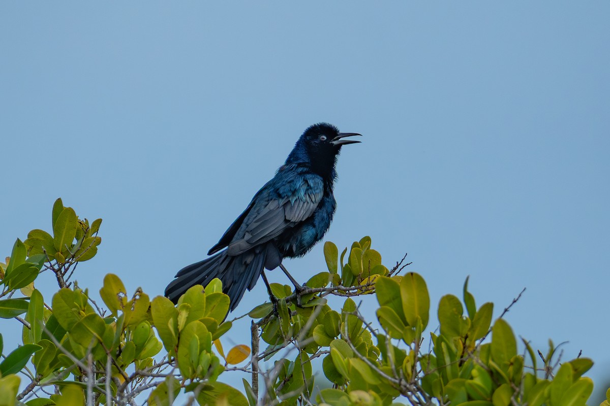 Boat-tailed Grackle - ML646021738