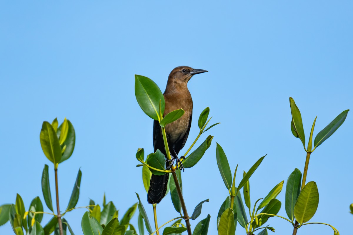 Boat-tailed Grackle - ML646021739