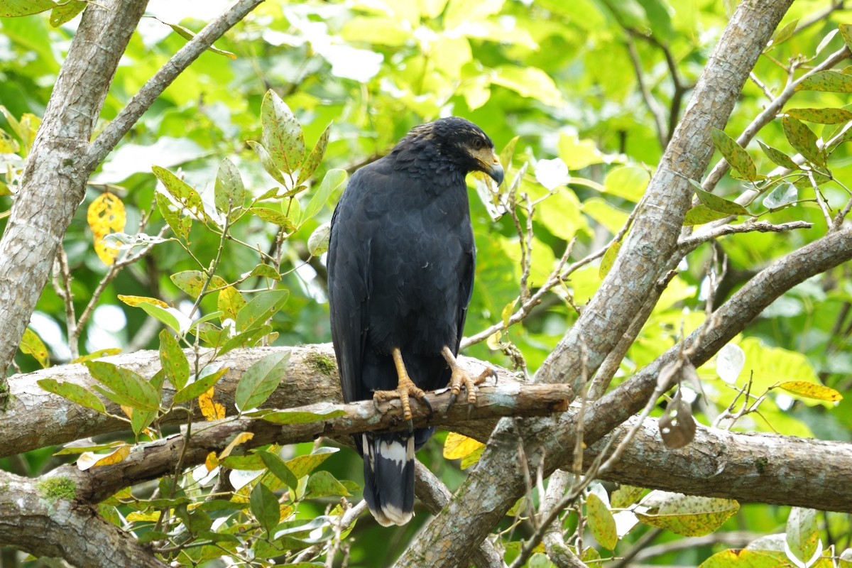 Common Black Hawk - ML646021743