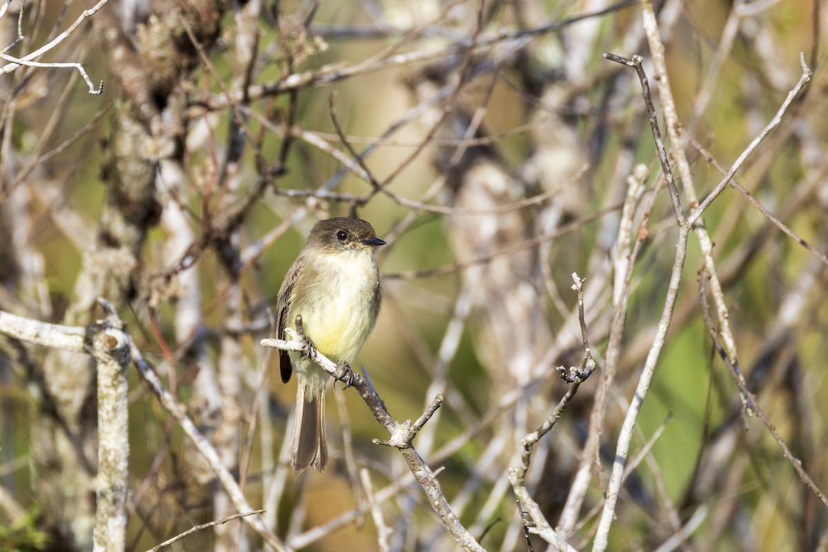 Eastern Phoebe - ML646021745