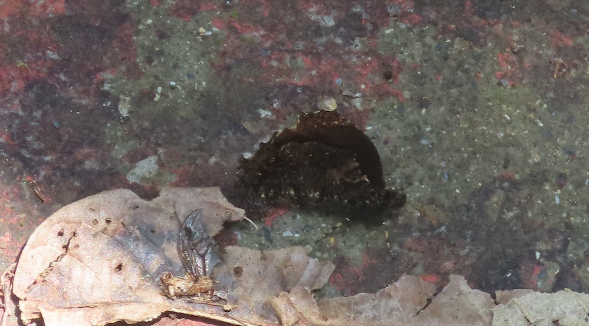 Animals - ML646021747