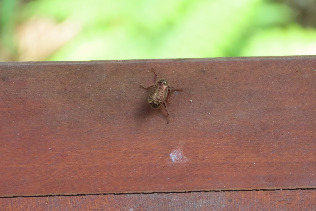 Animals - ML646021748