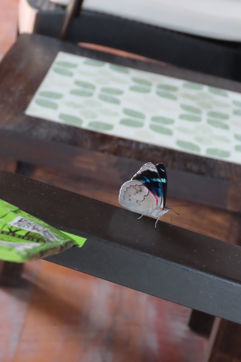 Animals - ML646021750