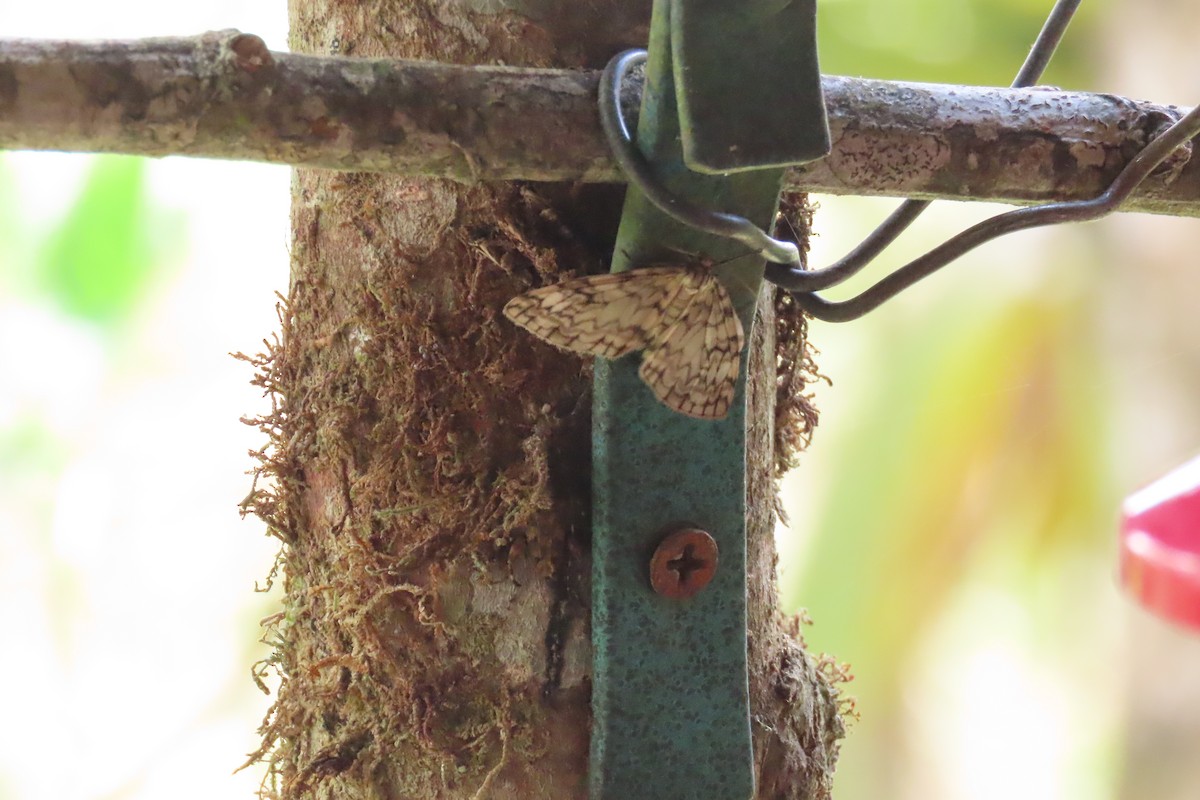 Animals - ML646021751