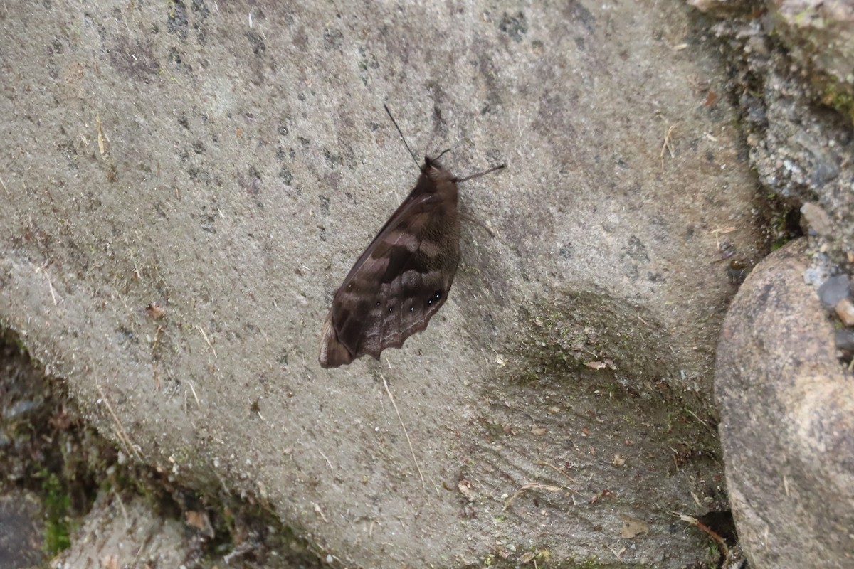 Animals - ML646021752