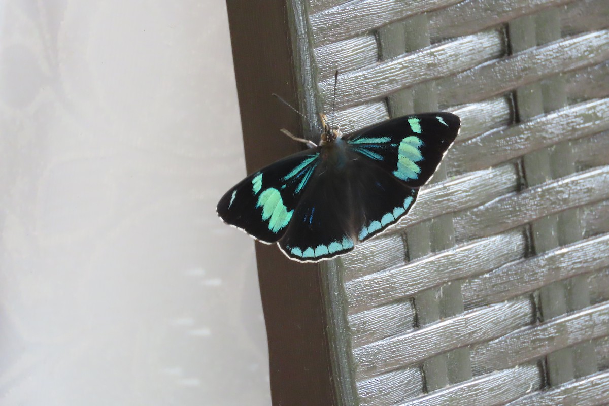 Animals - ML646021753