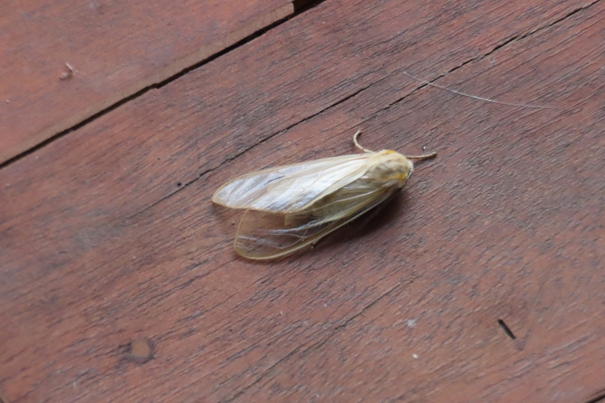 Animals - ML646021754