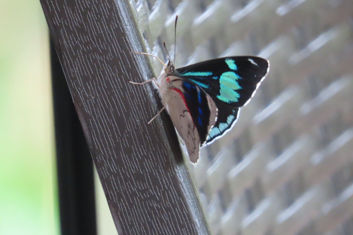 Animals - ML646021755