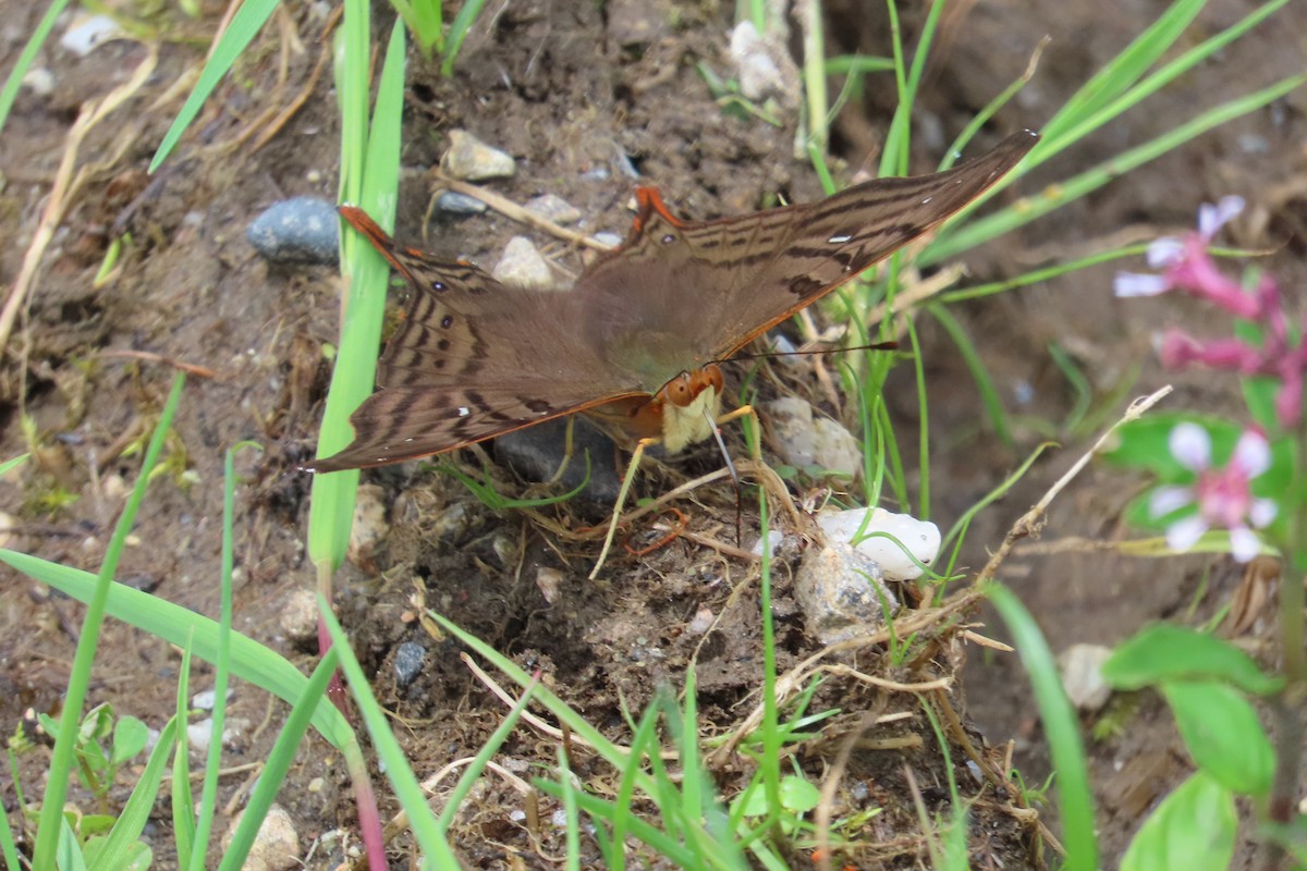 Animals - ML646021756