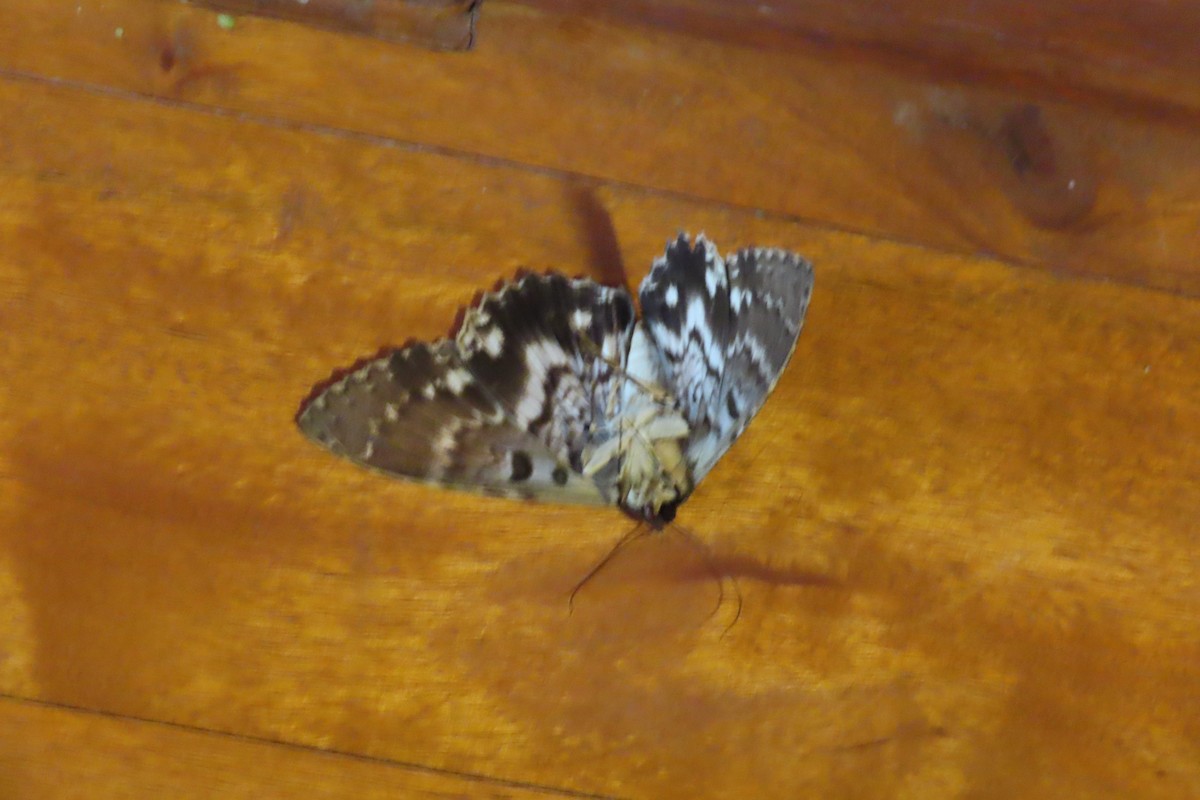 Animals - ML646021757