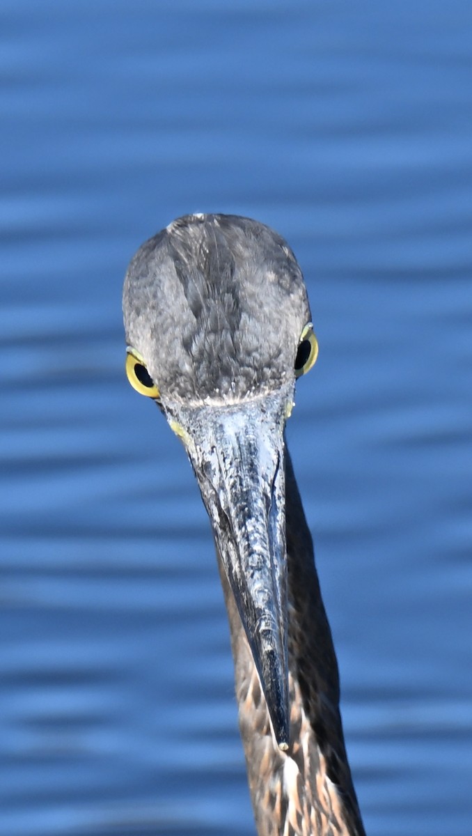 Great Blue Heron - ML646021762