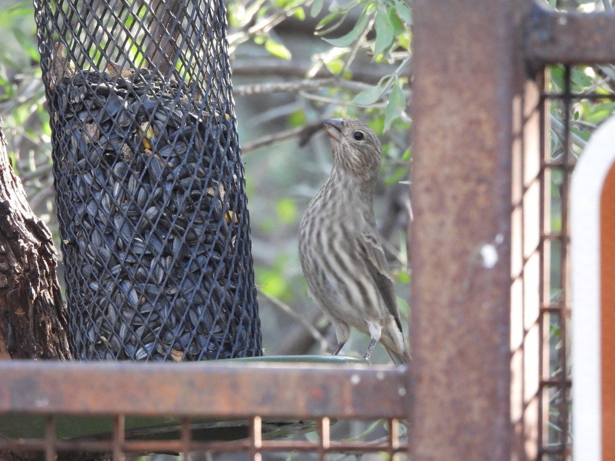 House Finch - ML646021764
