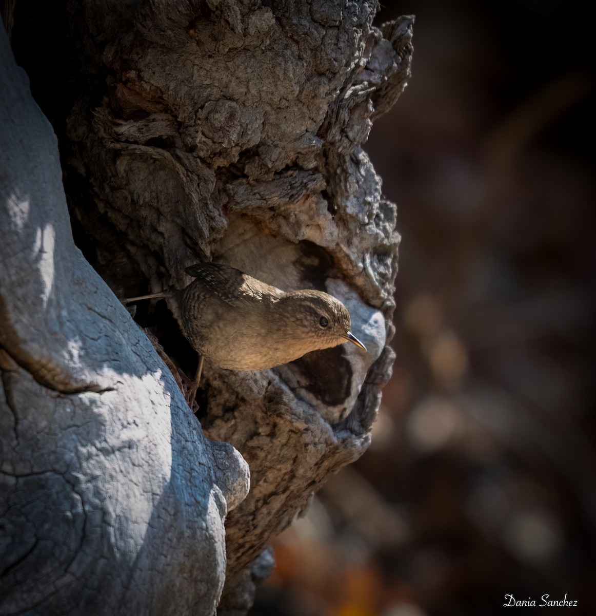 Pacific Wren - ML646021765