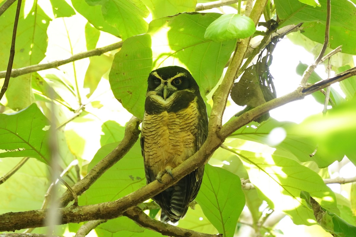 Spectacled Owl - ML646021766
