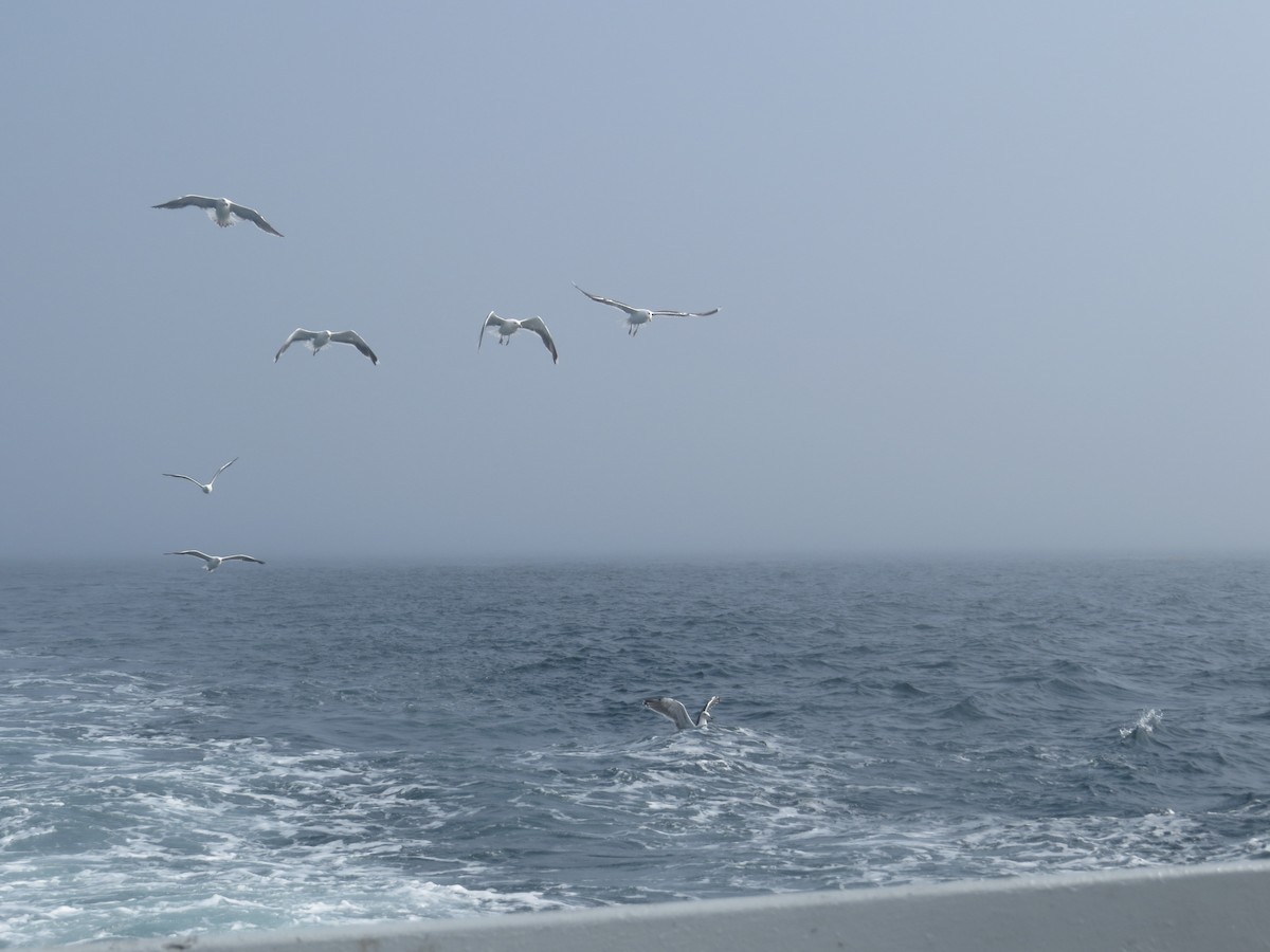 Great Black-backed Gull - ML646021768