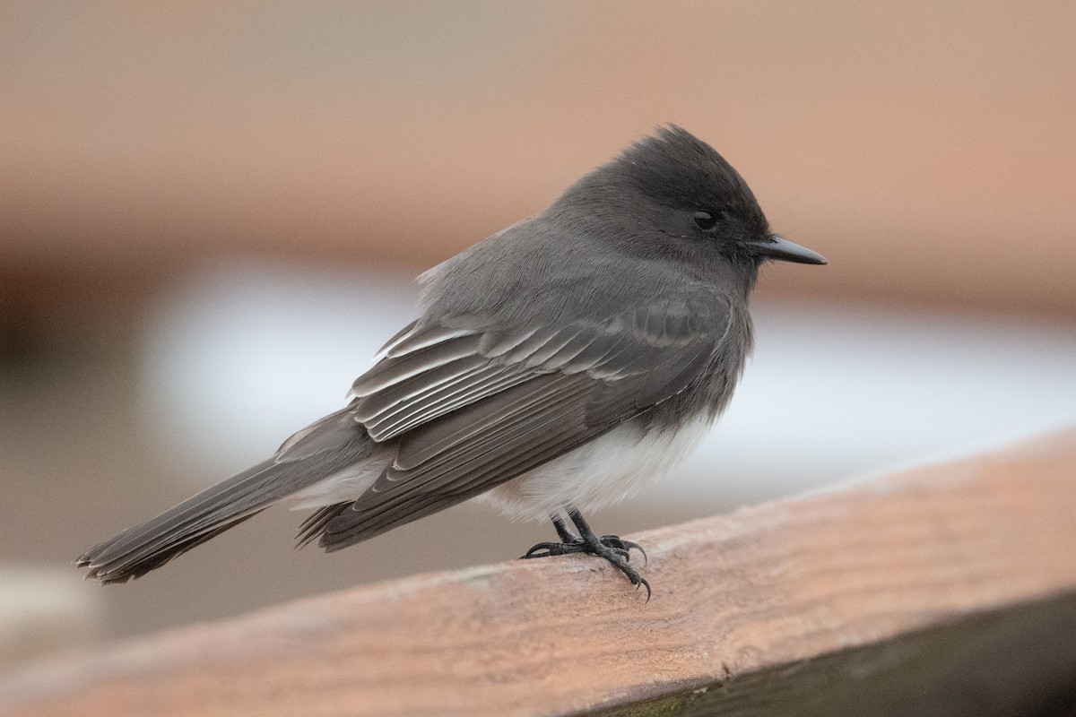 Black Phoebe - ML646021770