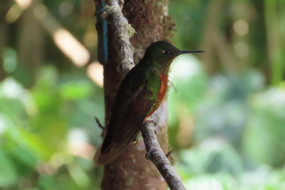 Chestnut-breasted Coronet - ML646021775