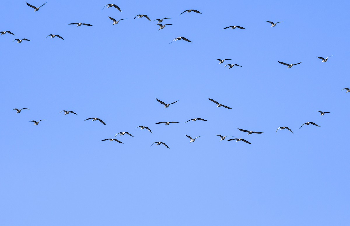Greater White-fronted Goose - ML646021783