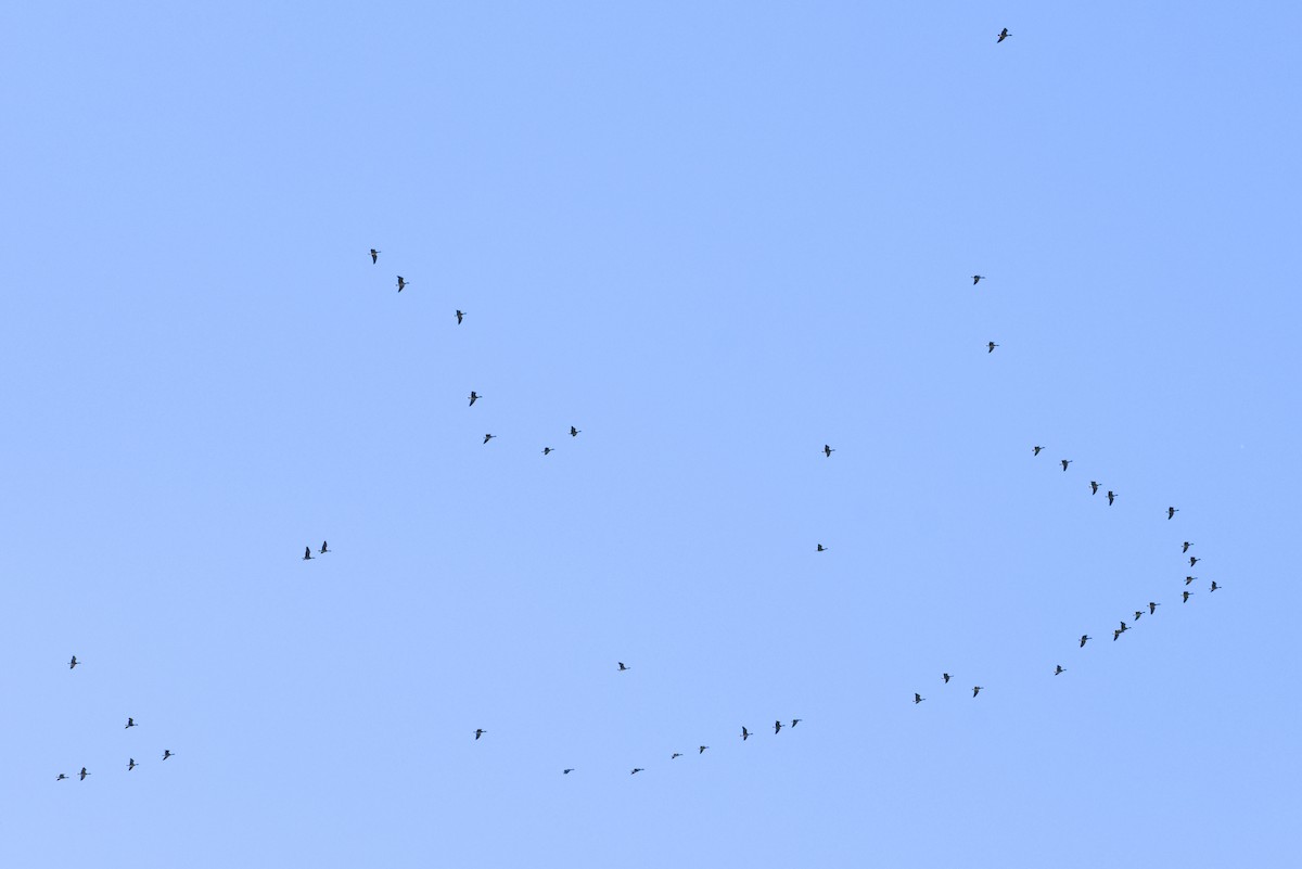 Greater White-fronted Goose - ML646021784