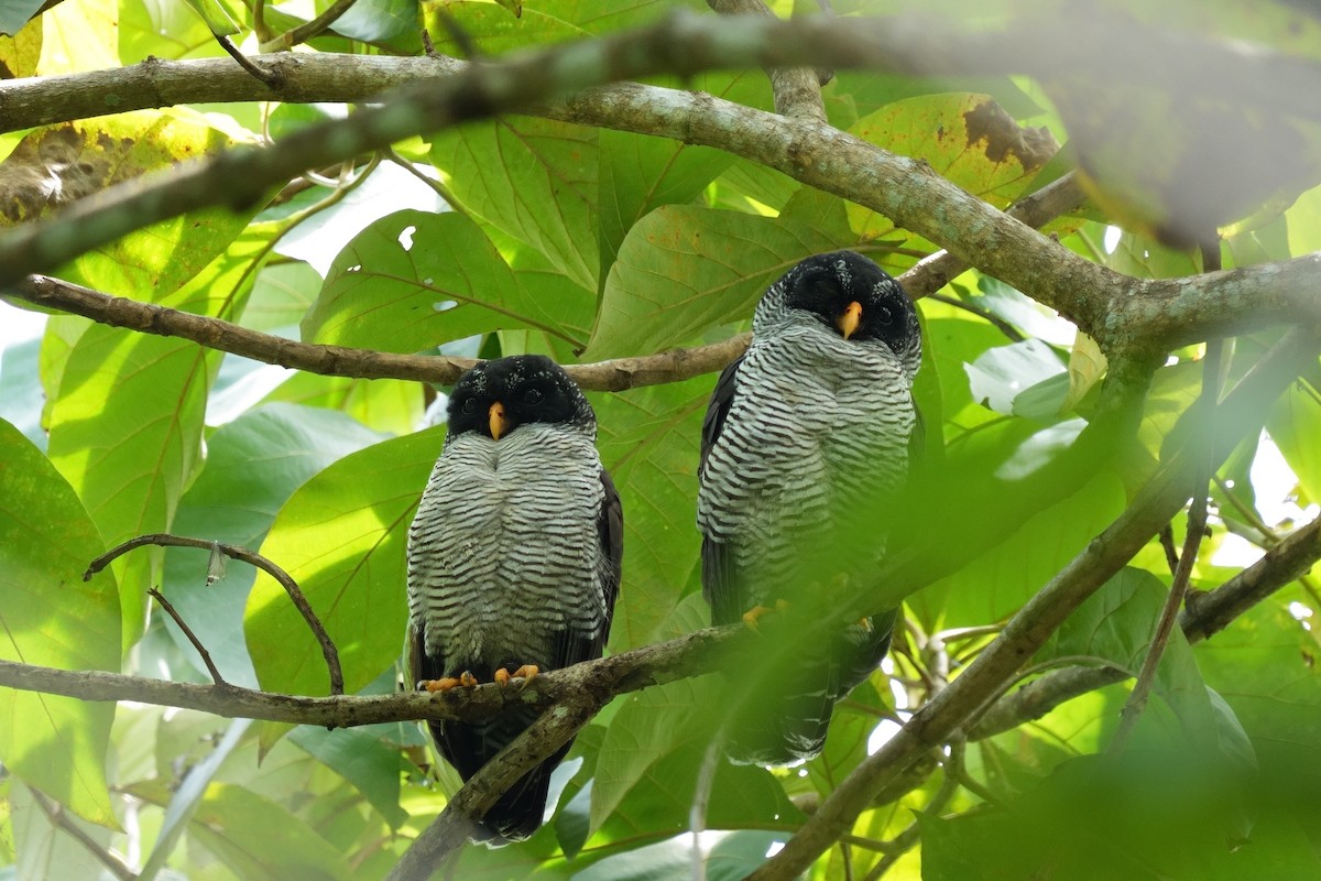 Black-and-white Owl - ML646021785