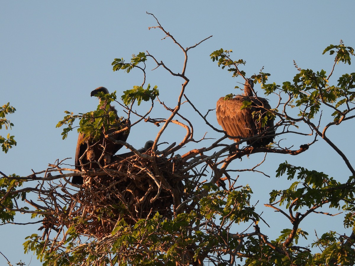 Ak Sırtlı Akbaba - ML646021788