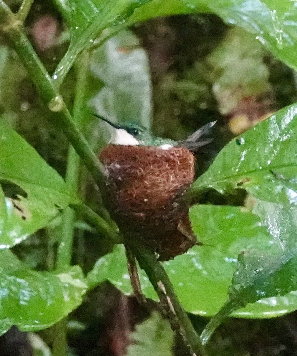 kolibřík portorický - ML646021789