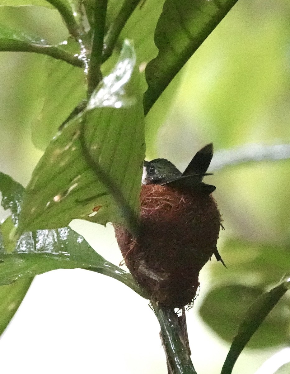 kolibřík portorický - ML646021790