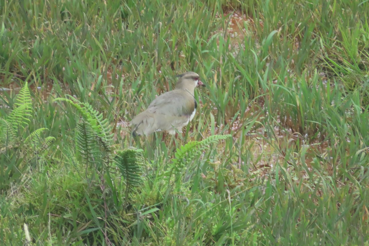 Southern Lapwing - ML646021795