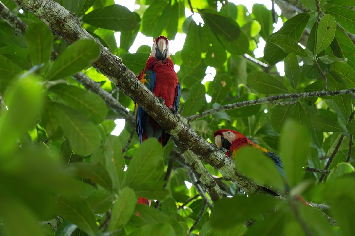Scarlet Macaw - ML646021796